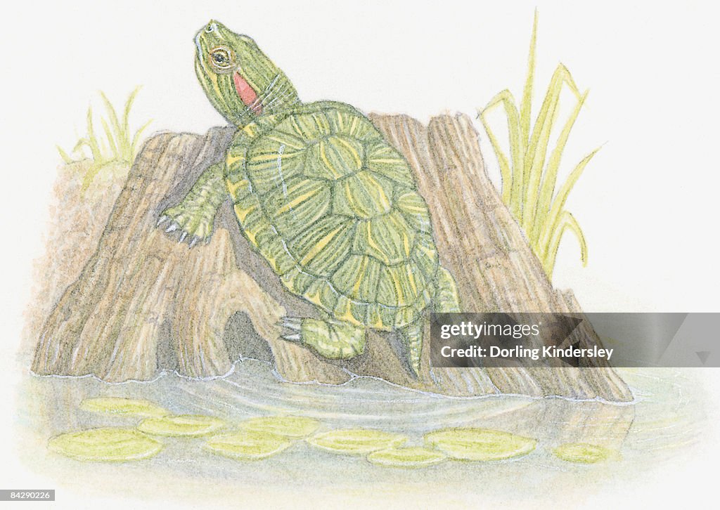 Illustration of Red-Eared Slider (Trachemys scripta elegans), a semi-aquatic turtle resting on tree trunk on riverbank
