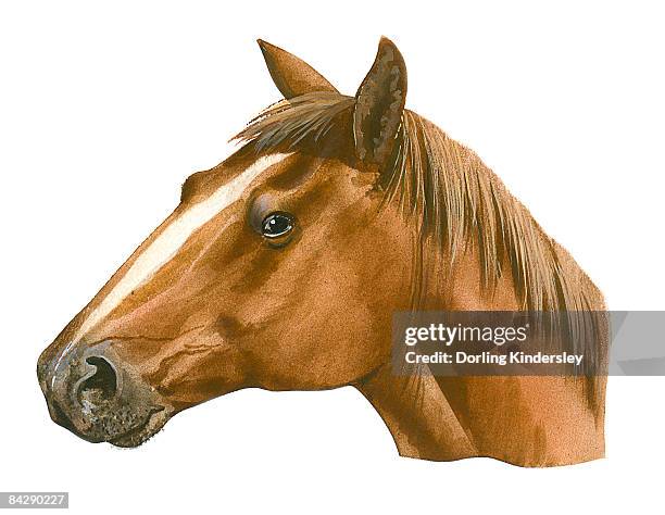 illustration of head of modern horse (equus caballus), profile  - bay horse stock illustrations