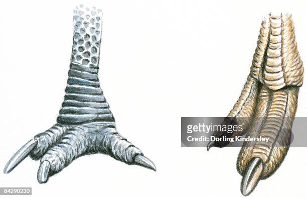 illustration of three-toed cassowary foot with sharp claws and sharp toenails at end of ostrich (struthio camelus) foot - pointed foot stock illustrations