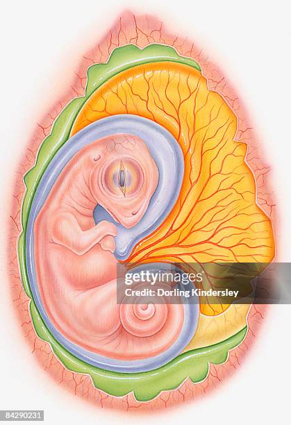 illustration of dinosaur embryo in egg showing yoke sac and amniotic membrane  - animal fetus stock illustrations
