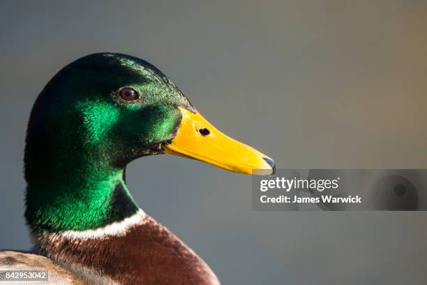 mallard duck portrait - duck bird stock pictures, royalty-free photos & images