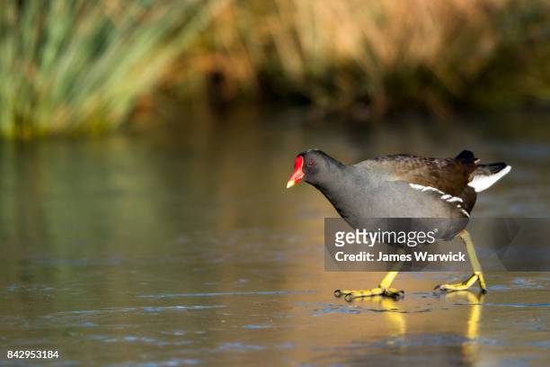 common moorhen walking on ice - moorhen stock pictures, royalty-free photos & images