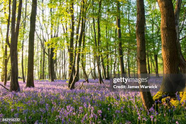 bluebells in beech woods at dawn - british woodland stock pictures, royalty-free photos & images