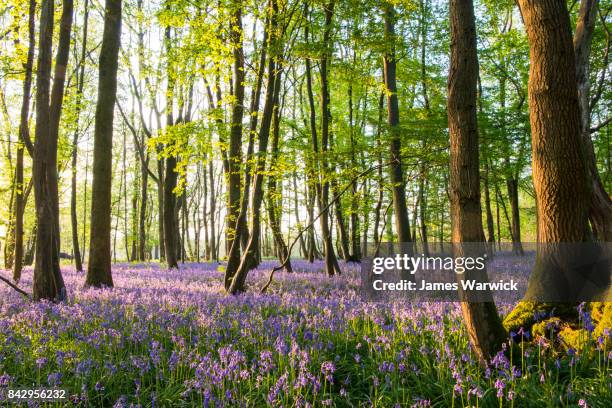 bluebells in beech woods at dawn - bluebell wood stock pictures, royalty-free photos & images