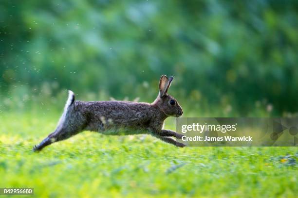 european rabbit running - lapin-sauvage photos et images de collection