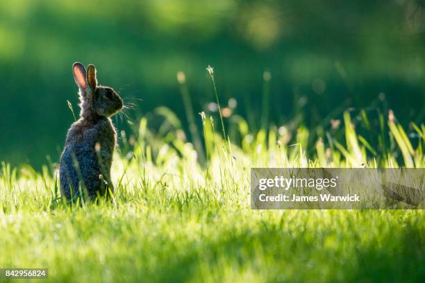 european rabbit on alert at dawn - rabbit sunrise stock pictures, royalty-free photos & images