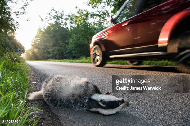 european badger cub roadkill by verge of forest road - totes tier stock-fotos und bilder