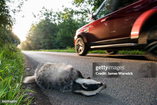 european badger cub roadkill by verge of forest road - roadkill stock-fotos und bilder
