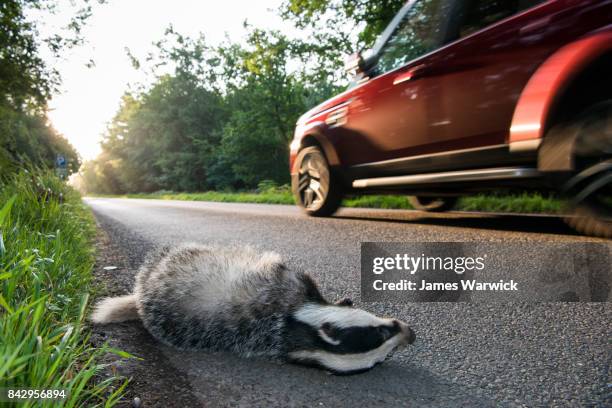 european badger cub roadkill by verge of forest road - roadkill stock pictures, royalty-free photos & images