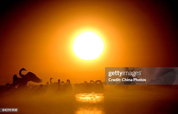 Whooper Swans rest on the Qinghaihu Lake at Garila Village on January 15, 2009 in Gangcha County of Qinghai Province, China. Whooper Swans from...