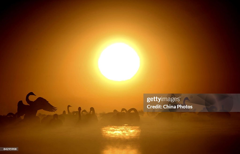China Steps Up Bird Flu Testing
