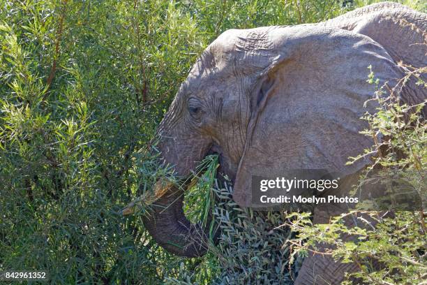 elephant eating - bosveld van zuidelijk afrika stockfoto's en -beelden