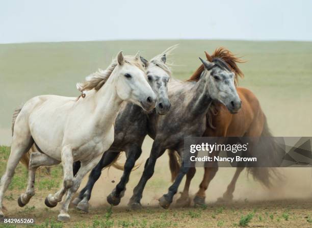 wild mongolian horses running in the grasslands in inner mongolia china. - przewalski horses equus przewalskii stock pictures, royalty-free photos & images
