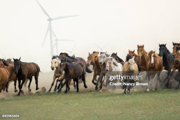wild mongolian horses running in grasslands by wind turbines in inner mongolia - przewalski horse stock pictures, royalty-free photos & images