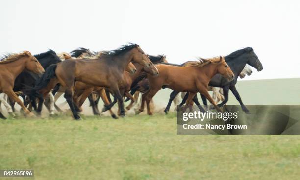 wild mongolian horses running in the grasslands in inner mongolia china. - przewalski horses equus przewalskii stock pictures, royalty-free photos & images