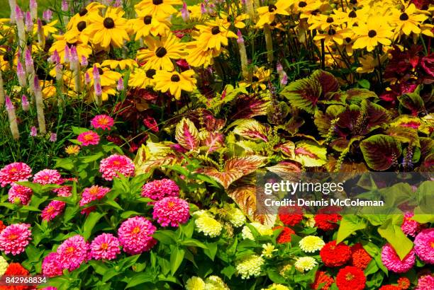 black eyed susan and mums - dennis mccoleman imagens e fotografias de stock