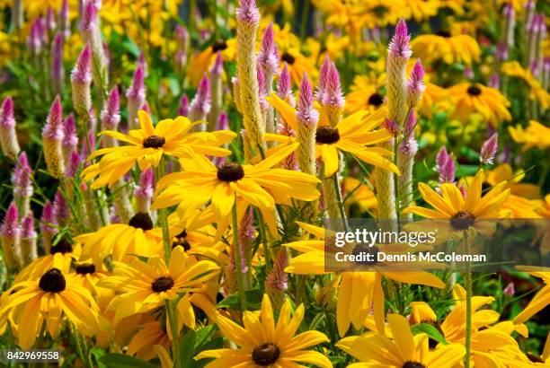 black eyed susan - dennis mccoleman imagens e fotografias de stock