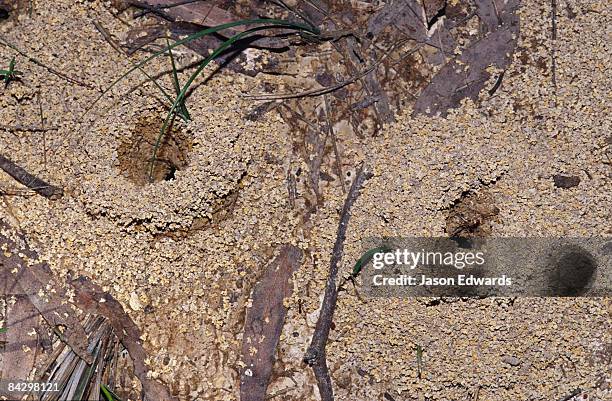 Bunyip State Park Victoria Australia, Photo