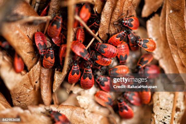 237 Firebug Stock Photos, High-Res Pictures, and Images - Getty Images