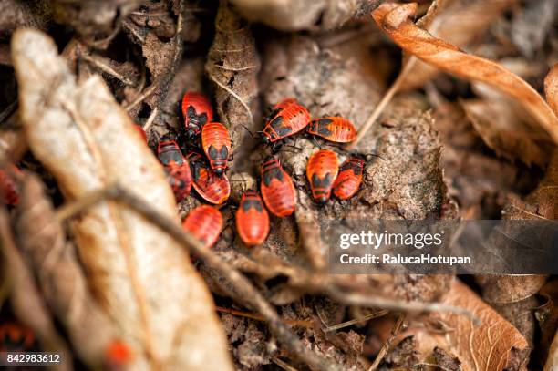 237 Firebug Stock Photos, High-Res Pictures, and Images - Getty Images