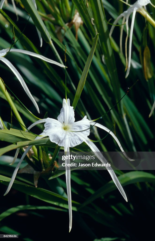 Big Mitchell Creek, Queensland, Australia.