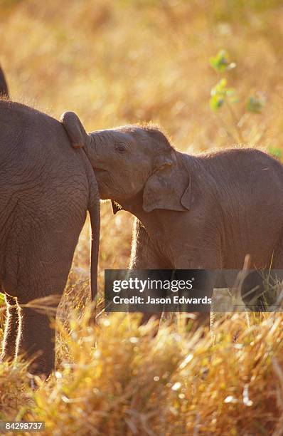 udawalawe national park, sri lanka. - elephants kissing stock pictures, royalty-free photos & images