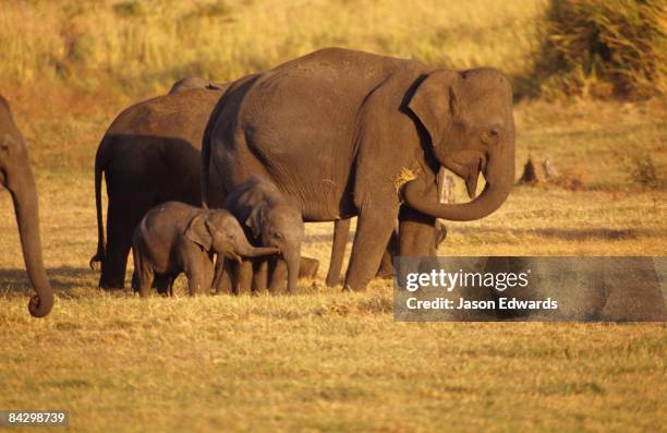 udawalawe national park, sri lanka. - elephants kissing stock pictures, royalty-free photos & images