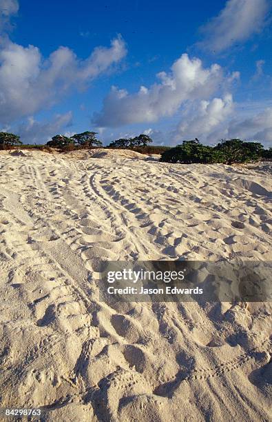 east diamond island, coral sea islands territory, australia. - turtle's nest stock pictures, royalty-free photos & images