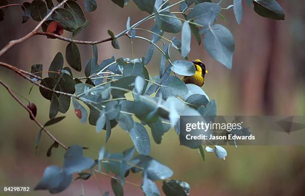 bunyip state park, victoria, australia. - bunyip stock pictures, royalty-free photos & images