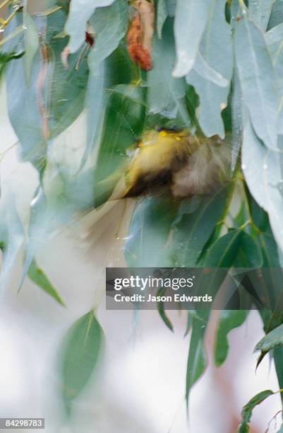 bunyip state park victoria australia - bunyip stock pictures, royalty-free photos & images