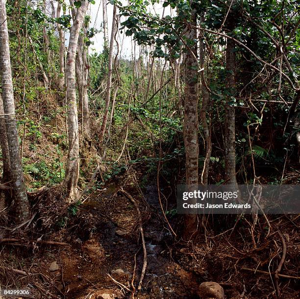 near mission beach, queensland, australia. - mission beach - queensland stock pictures, royalty-free photos & images