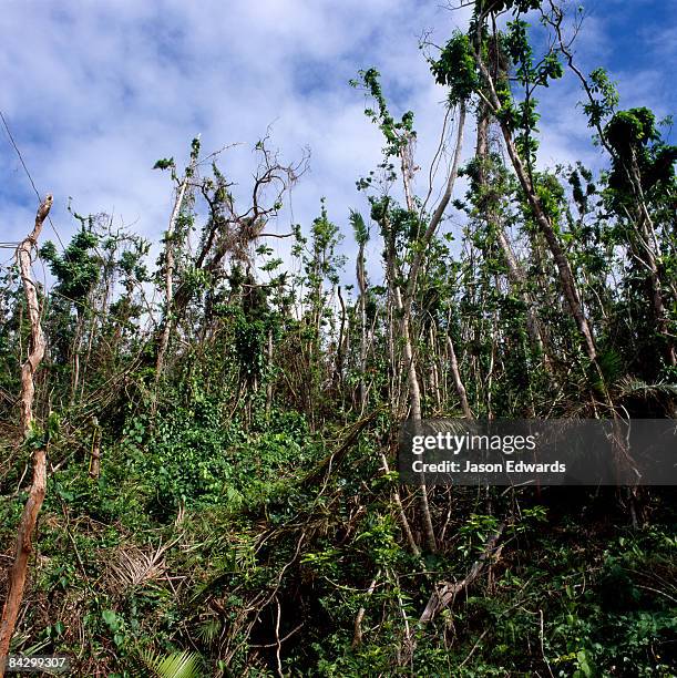 near mission beach, queensland, australia. - mission beach queensland stock pictures, royalty-free photos & images