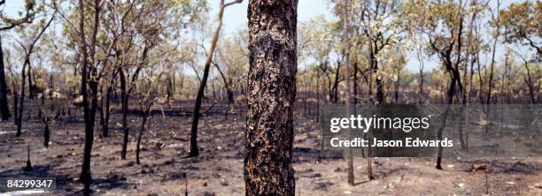 near nitmiluk, katherine gorge, national park, northern territory, australia. - nitmiluk park stock pictures, royalty-free photos & images