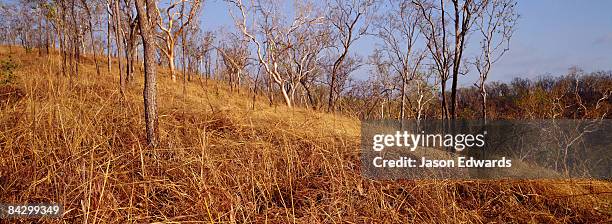 nitmiluk, katherine gorge, national park, northern territory, australia. - nitmiluk park stock pictures, royalty-free photos & images