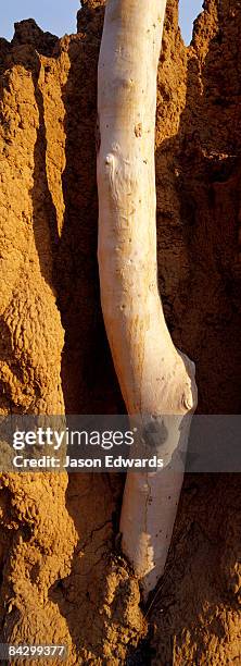 nitmiluk national park, katherine gorge, northern territory, australia. - warmteregulatie stockfoto's en -beelden