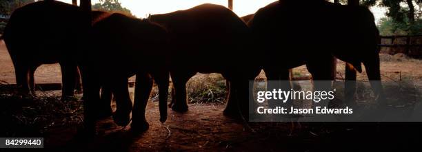 elephant transit home, udawalawe national park, sri lanka. - スリランカゾウ ストックフォトと画像