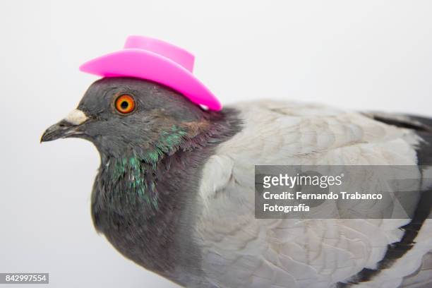 604 Funny Pigeon Photos and Premium High Res Pictures - Getty Images