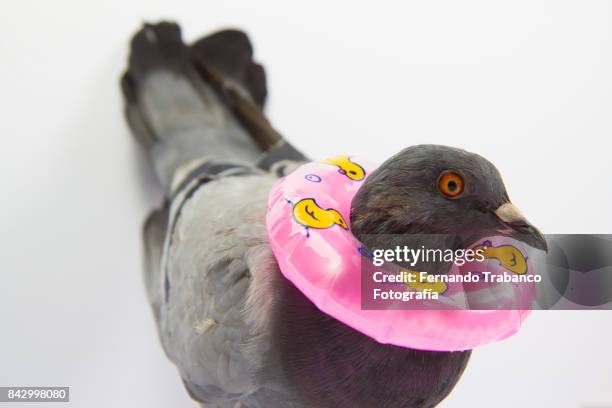 dove with a float around the neck - face surprise heat stock pictures, royalty-free photos & images