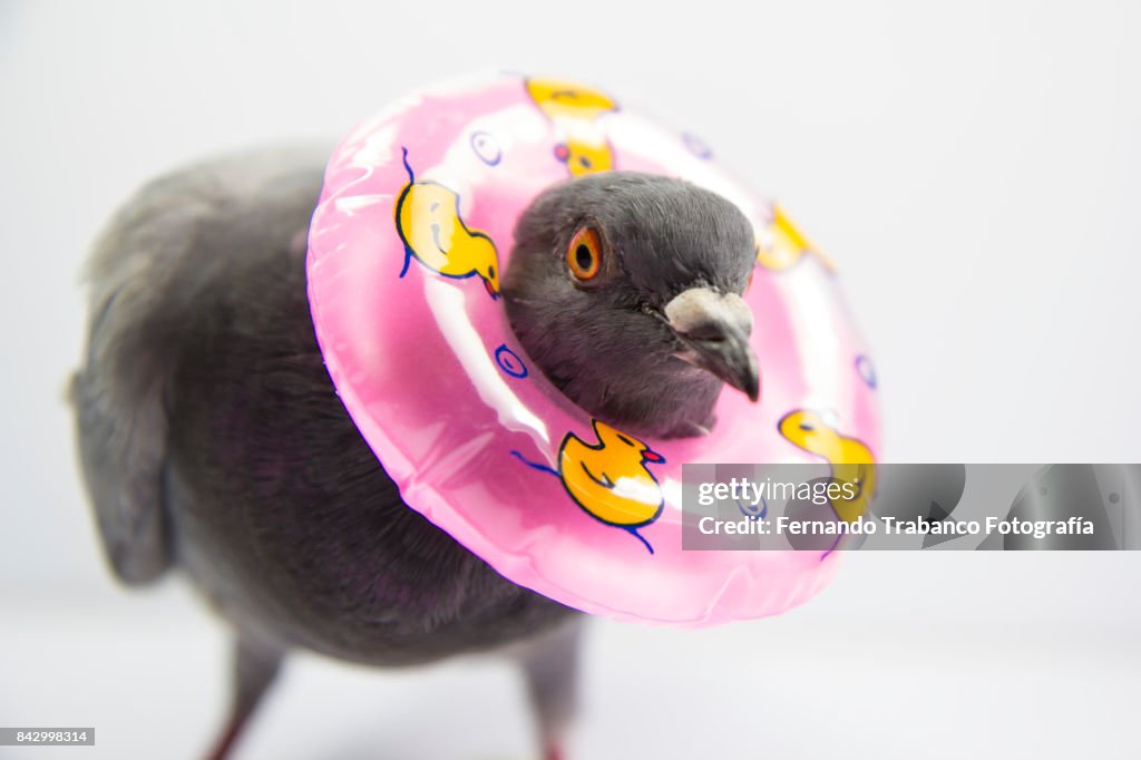 Dove with a float around the neck