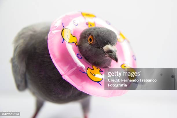 603 Funny Pigeon Photos and Premium High Res Pictures - Getty Images