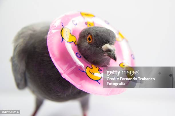 603 Funny Pigeon Photos and Premium High Res Pictures - Getty Images 603 Funny Pigeon Photos and Premium High Res Pictures - Getty Images