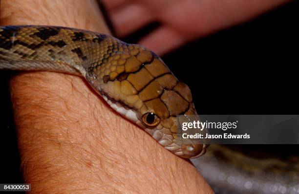 big mitchell creek, queensland, australia. - amethyst python stock pictures, royalty-free photos & images