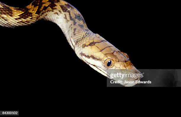 Scrub Python Photos et images de collection - Getty Images