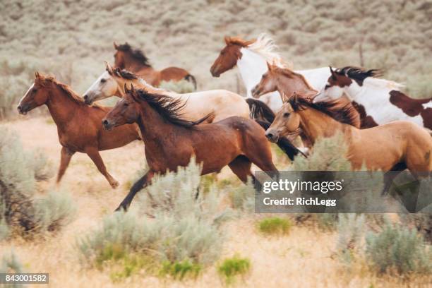 vie de cow-boy dans l’utah - chevaux sauvages photos et images de collection