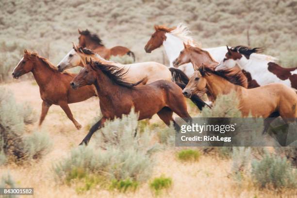 stile di vita da cowboy nello utah - cavallo equino foto e immagini stock
