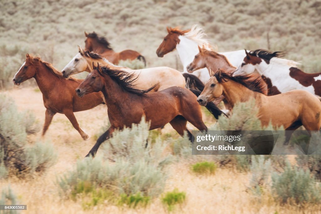 Cowboy Lifestyle in Utah