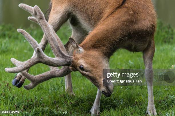 pere david's deer (milu) - ignatius tan stockfoto's en -beelden