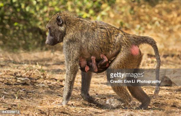 baboon mother and young - female animal stock pictures, royalty-free photos & images