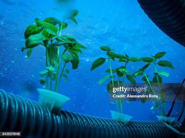 Details of herbs growing in the underwater biospheres of the Nemo project anchored to the sea bottom between three and nine metres below the surface...