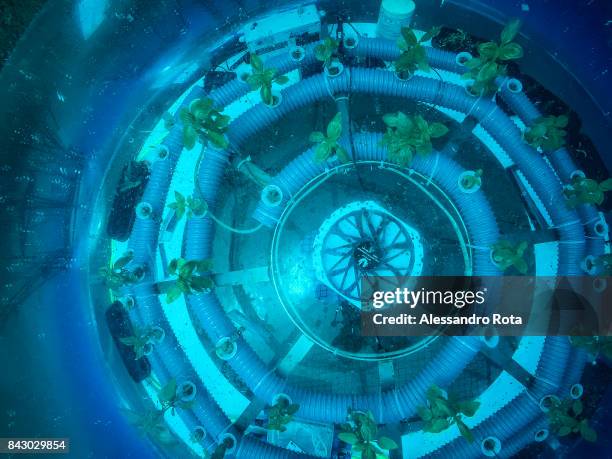 An overhead view into a biosphere is seen underwater. The biospheres are anchored to the sea bottom between three and nine metres below the surface...